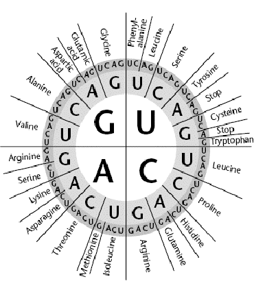 Molecular Genetics - Mr. Burton (Life Science)
